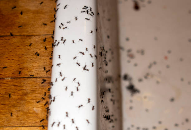 Trusted Oak View, CA Pest Control Experts